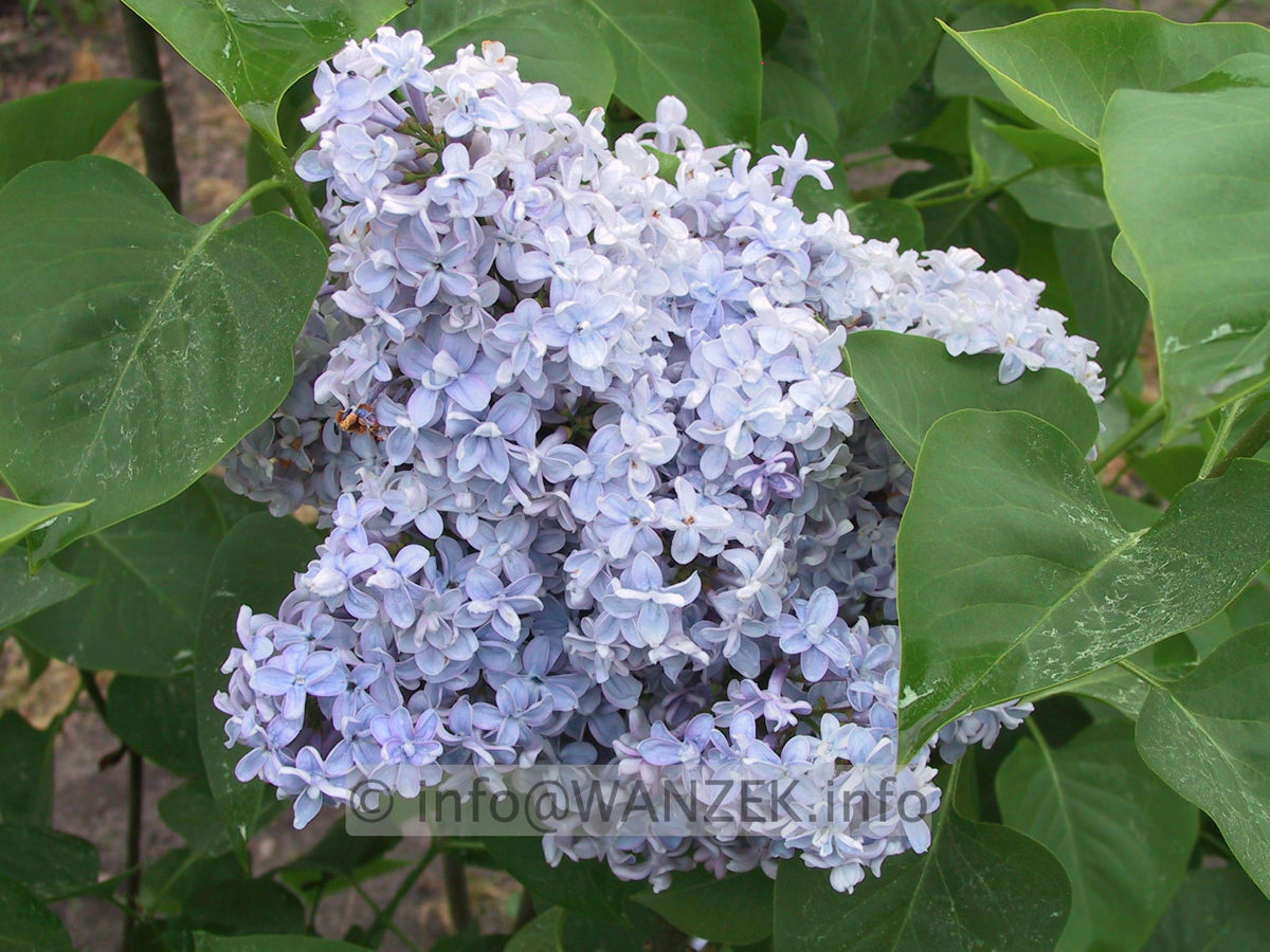 Syringa vulgaris Michel Buchner 01.JPG